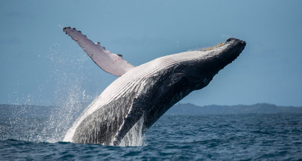 Baleine