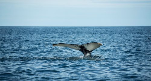 Baleine